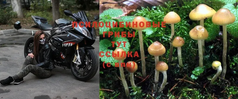 хочу наркоту  Вилючинск  Галлюциногенные грибы Psilocybine cubensis 